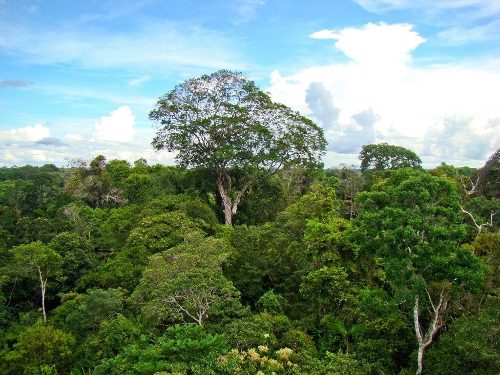 Iquitos con Explorama Lodge
